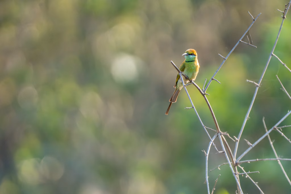 Asian Green Bee Eater on a thin branch watching its surroundings.