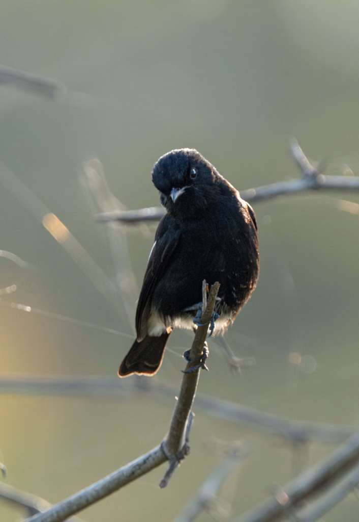A curious Pied Bush Chat perched on a branch, looking over its shoulder with a tilted head. The bird has a striking black and white plumage.