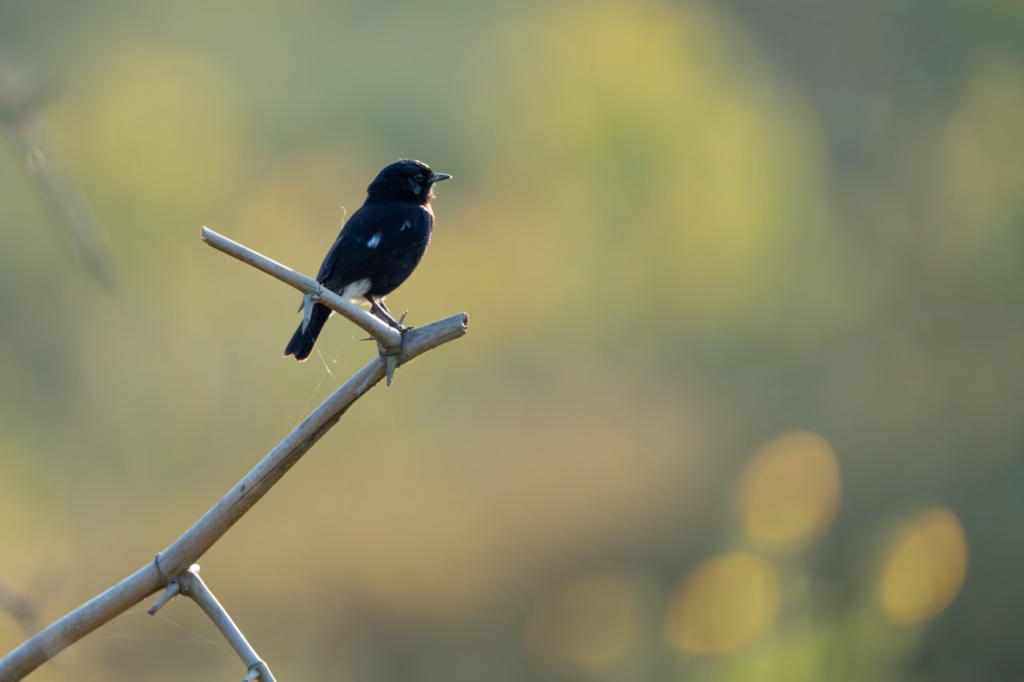 A pied bush chat perched on a dry branch