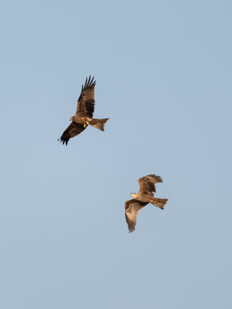 Two Black Kites flying against clear blue sky