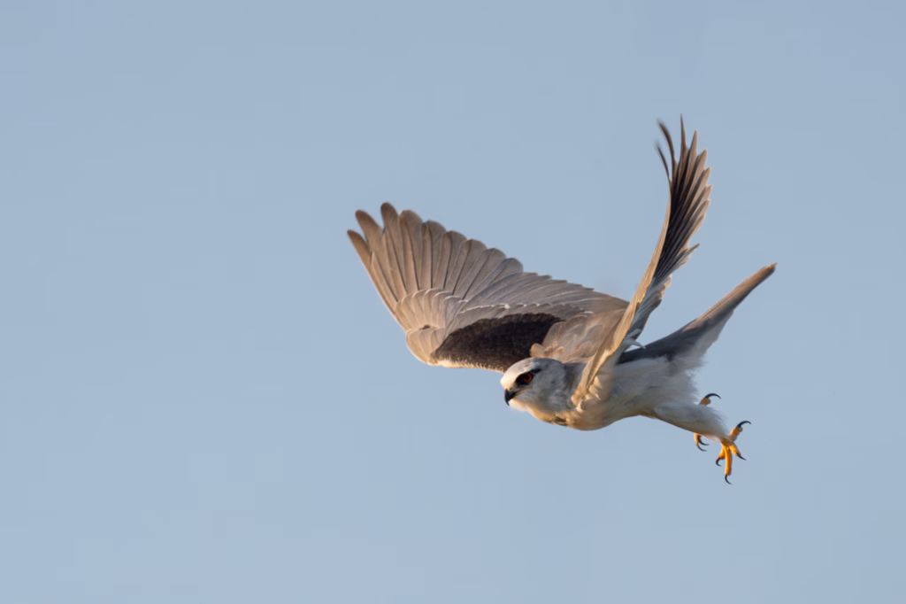 A black-shouldered kite flying with its wings stretched