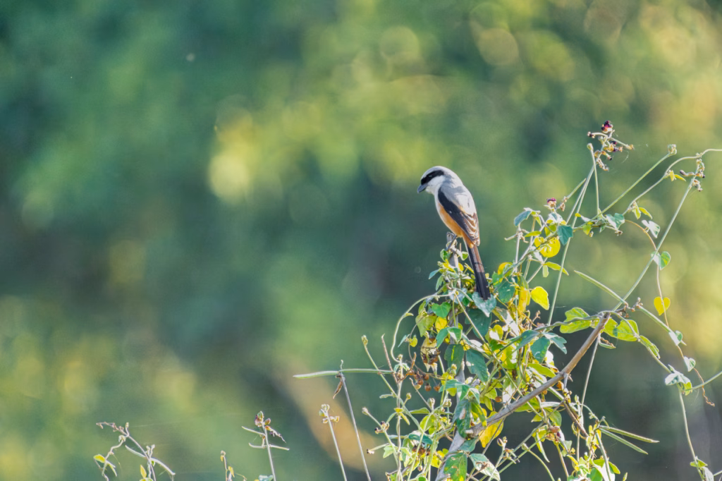 A brown shrike perched on a thin branch.