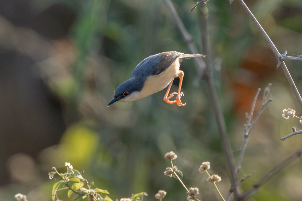 An Ashy Prinia bird caught in motion, mid-flight between branches.