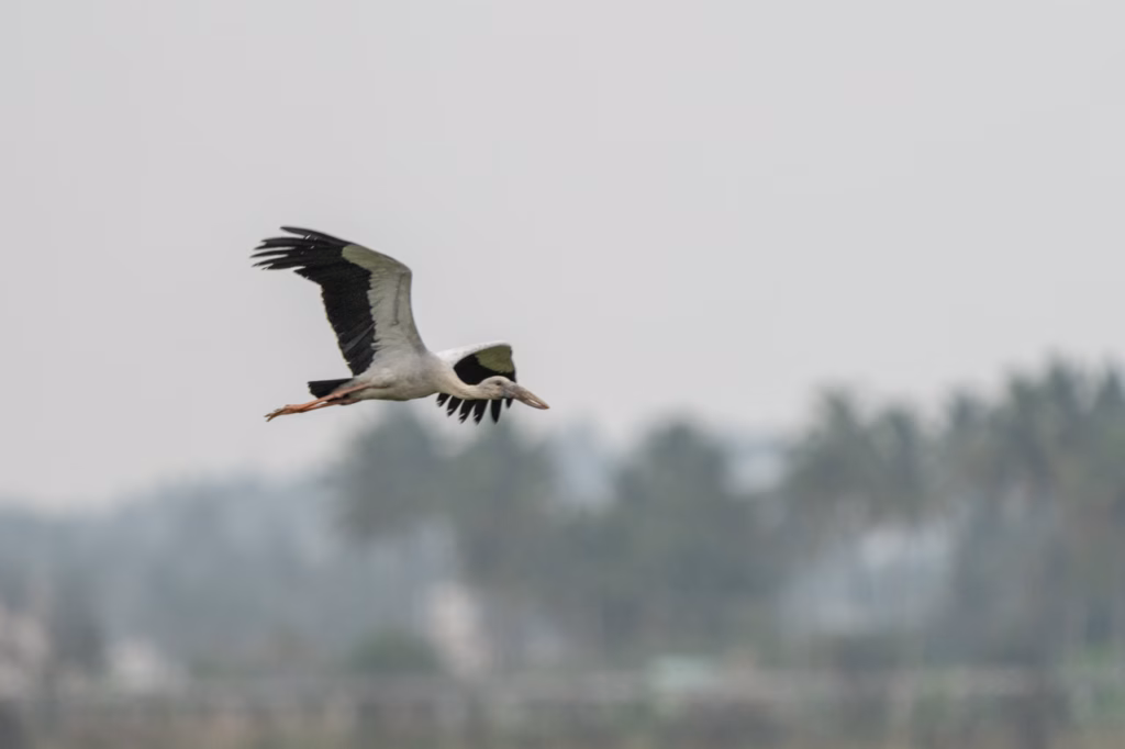 An Open Bill flying over a shallow lake