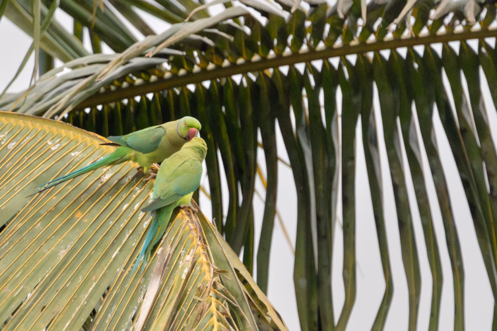 Two Rose-Ringed Parakeets