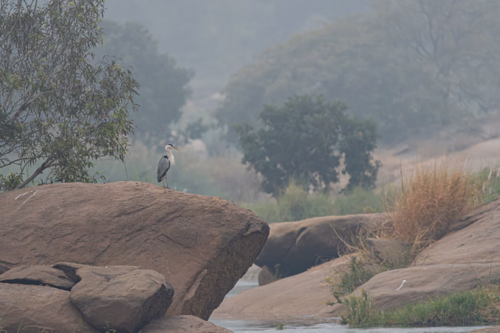 grey heron stands on a large, reddish-brown rock overlooking a calm river. The river winds through a misty landscape with trees and tall grasses visible in the background.