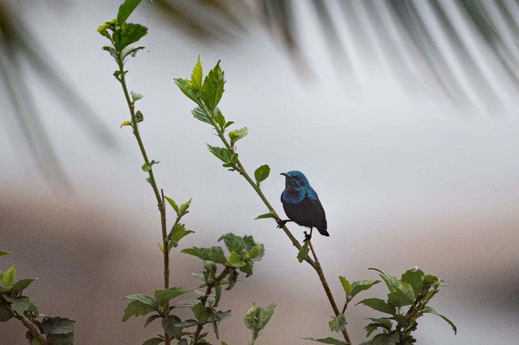 A shimmering purple sunbird perched delicately on a slender branch, this bird has its dark blue plumage.