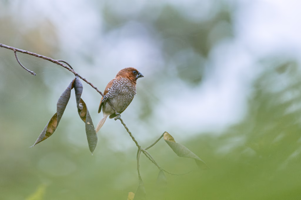 Scaly-Breasted Munia perched on a thin branch