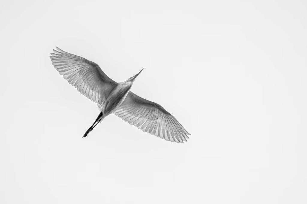 A great egret in flight against a bright sky. Its wings are spread wide, showcasing the intricate details of its feathers.