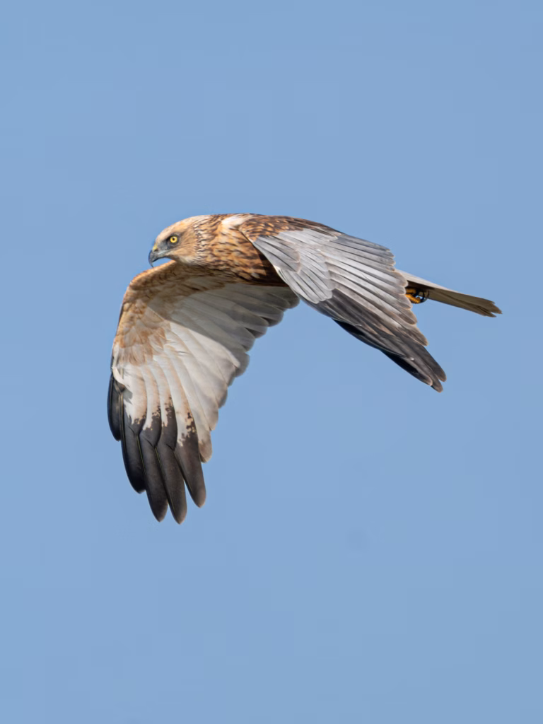 A marsh harrier in flight against a clear blue sky. Its wings are outstretched, showing the brown and white plumage on its underside. The bird has a distinctive pale head and a focused gaze.