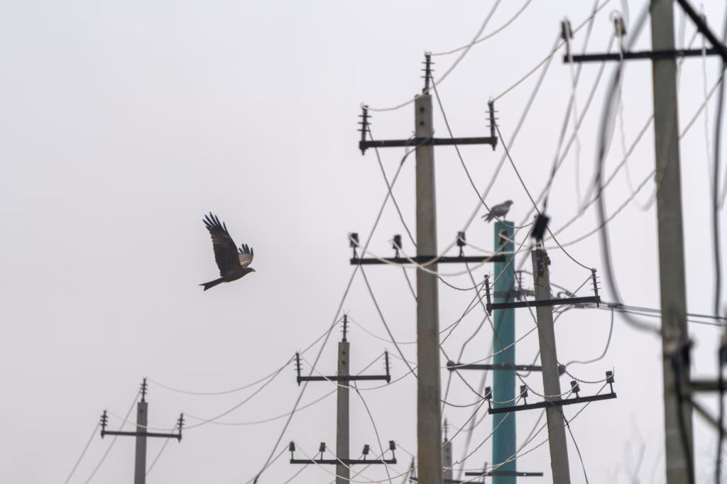 A black kite flying with its wings spread against the background of electric posts. 