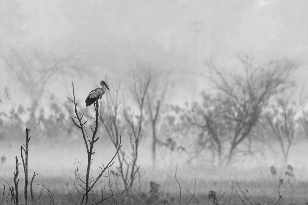 An Asian Openbill, a large wading bird, perches on a bare branch in a misty, monochromatic landscape.