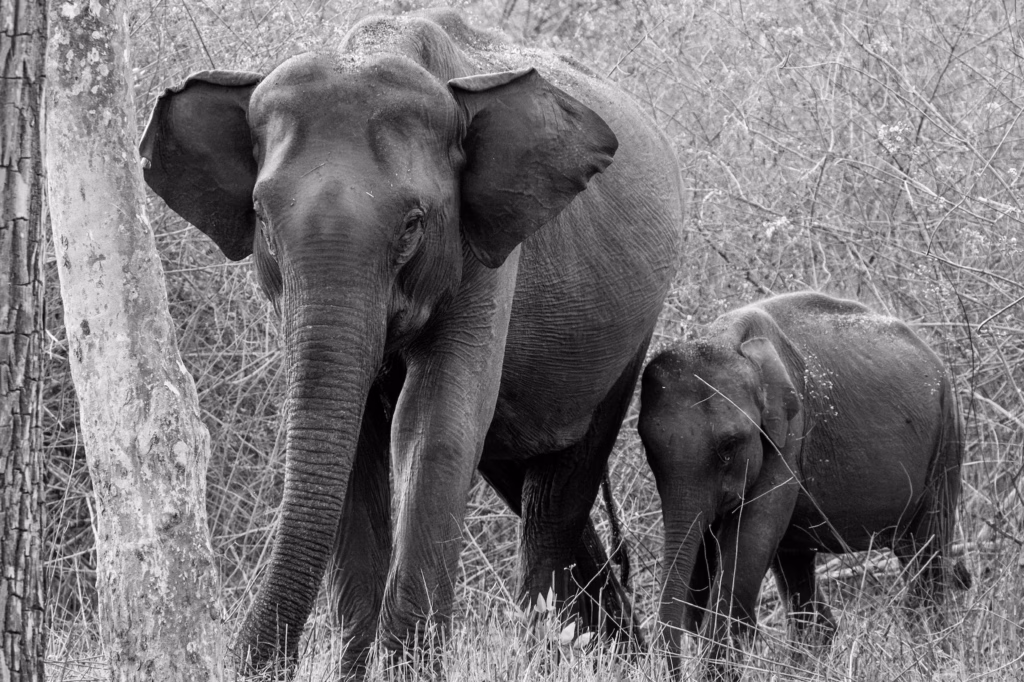 Two elephants, one mother and a child