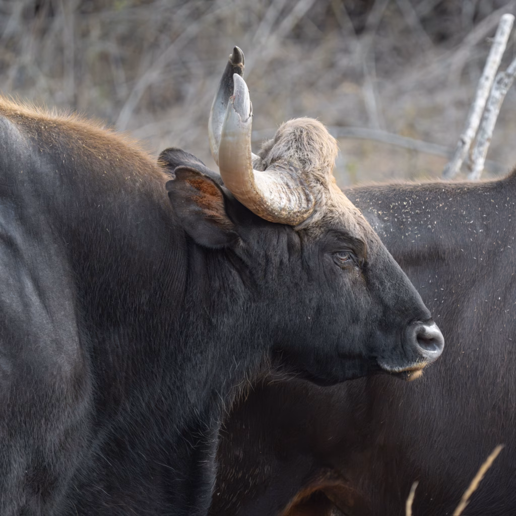An Indian Gaur, a large bovine native Indian subcontinent 
