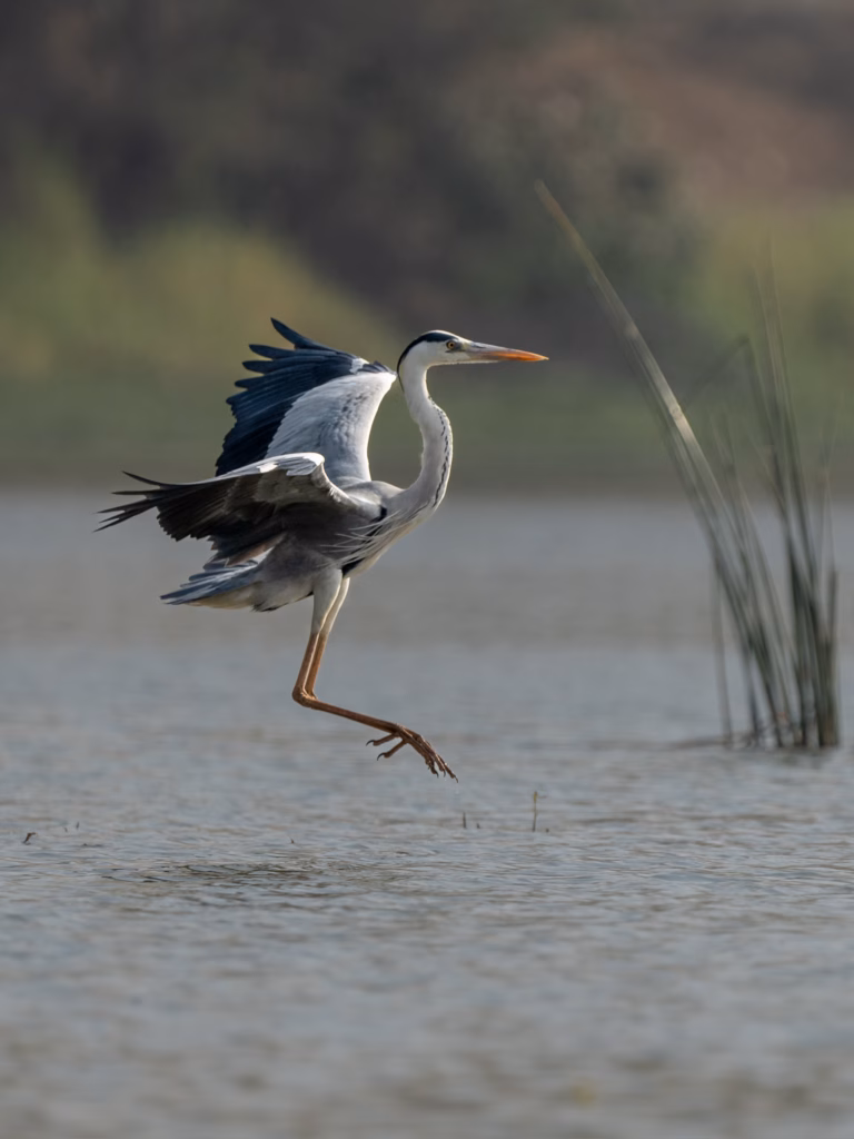 A Gray Heron midair about to land in the shallow waters