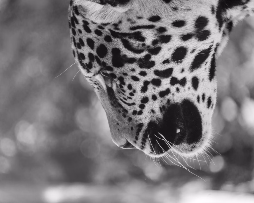 A close up of a leaopard 