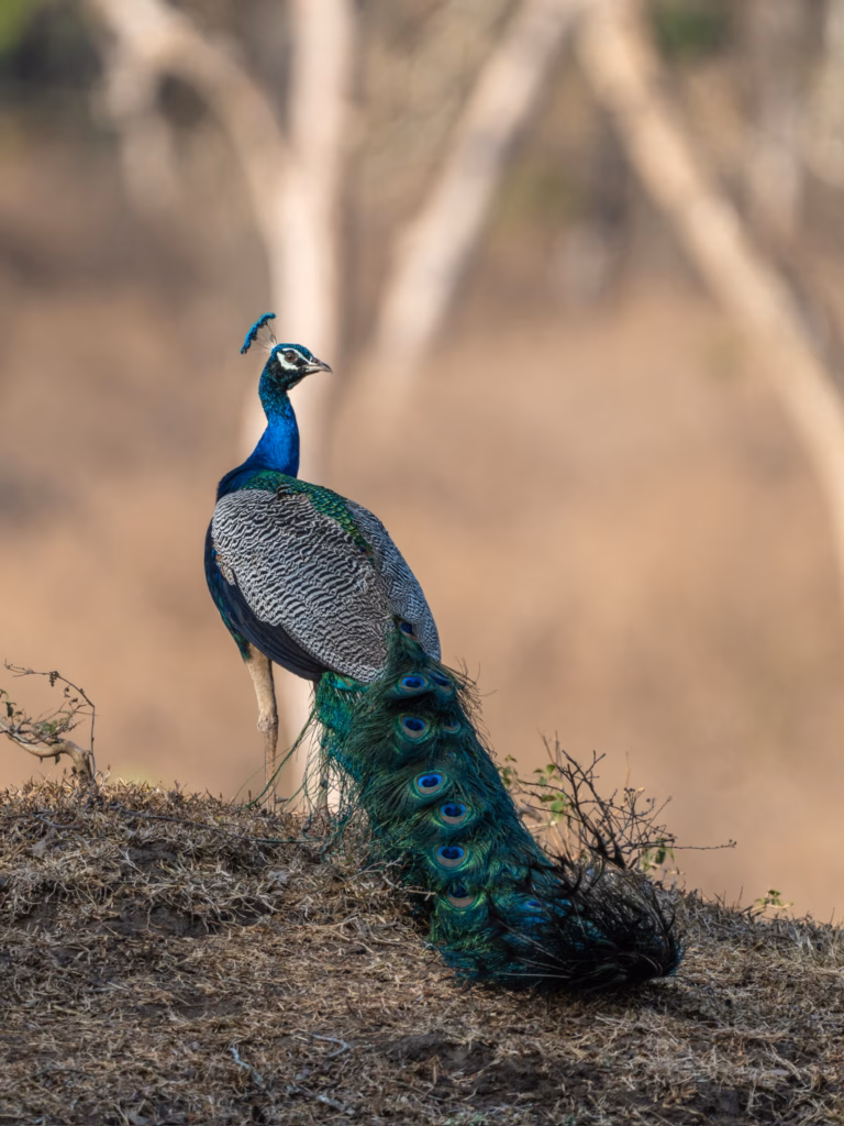 A peacock 
